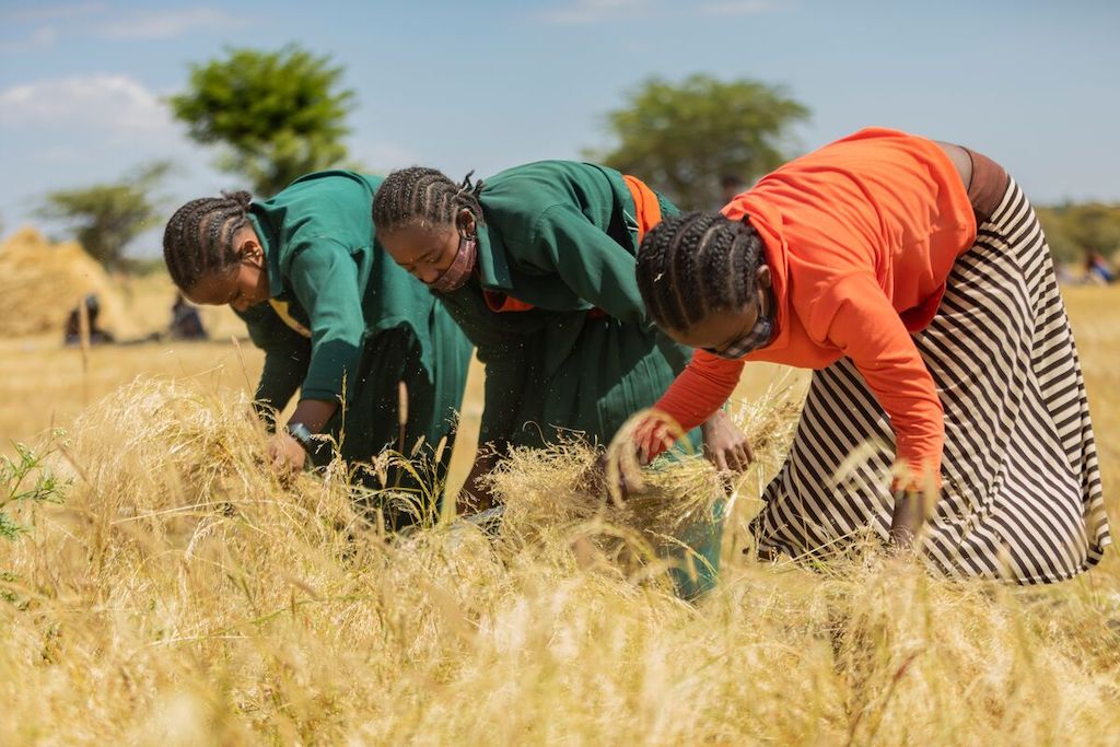 A group of women harvesting crops. They are all wearing face masks.