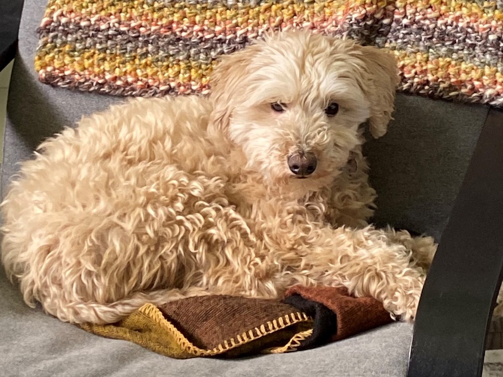 Karla's dog sits on a chair on a blanket.