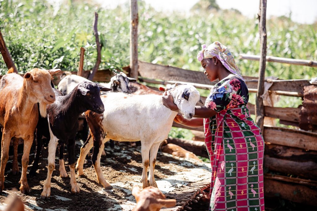Hadija, wearing a colorful printed outfit and scarf, checks her livestock to make sure they are healthy. She is holding a white goat. 
